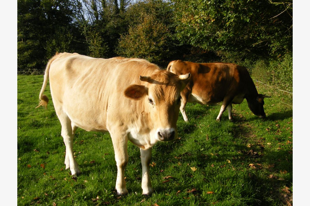 Blonde d'Aquitaine - 173815_e9b589b846768892a1ca818fae534c6c.jpg