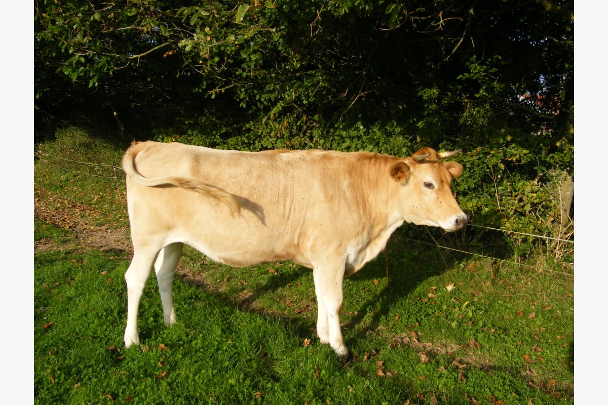 Photo 1 Blonde d'Aquitaine