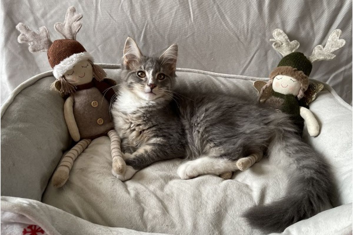 Chatons Norvégiens à réserver - 173950_92d926fb7d1bdb74f45678d6282dd94e.jpg