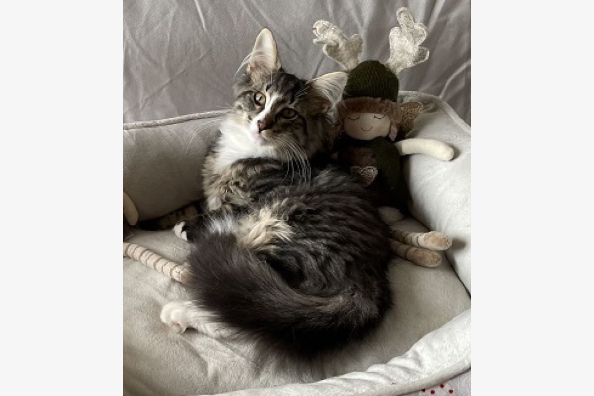 Chatons Norvégiens à réserver - 173950_b1e8adb27b3ce3c372a4008197eea3f5.jpg