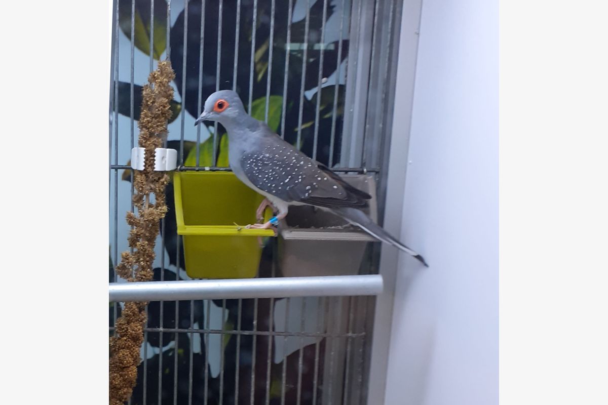 Photo 1 Colombe diamant de l'année