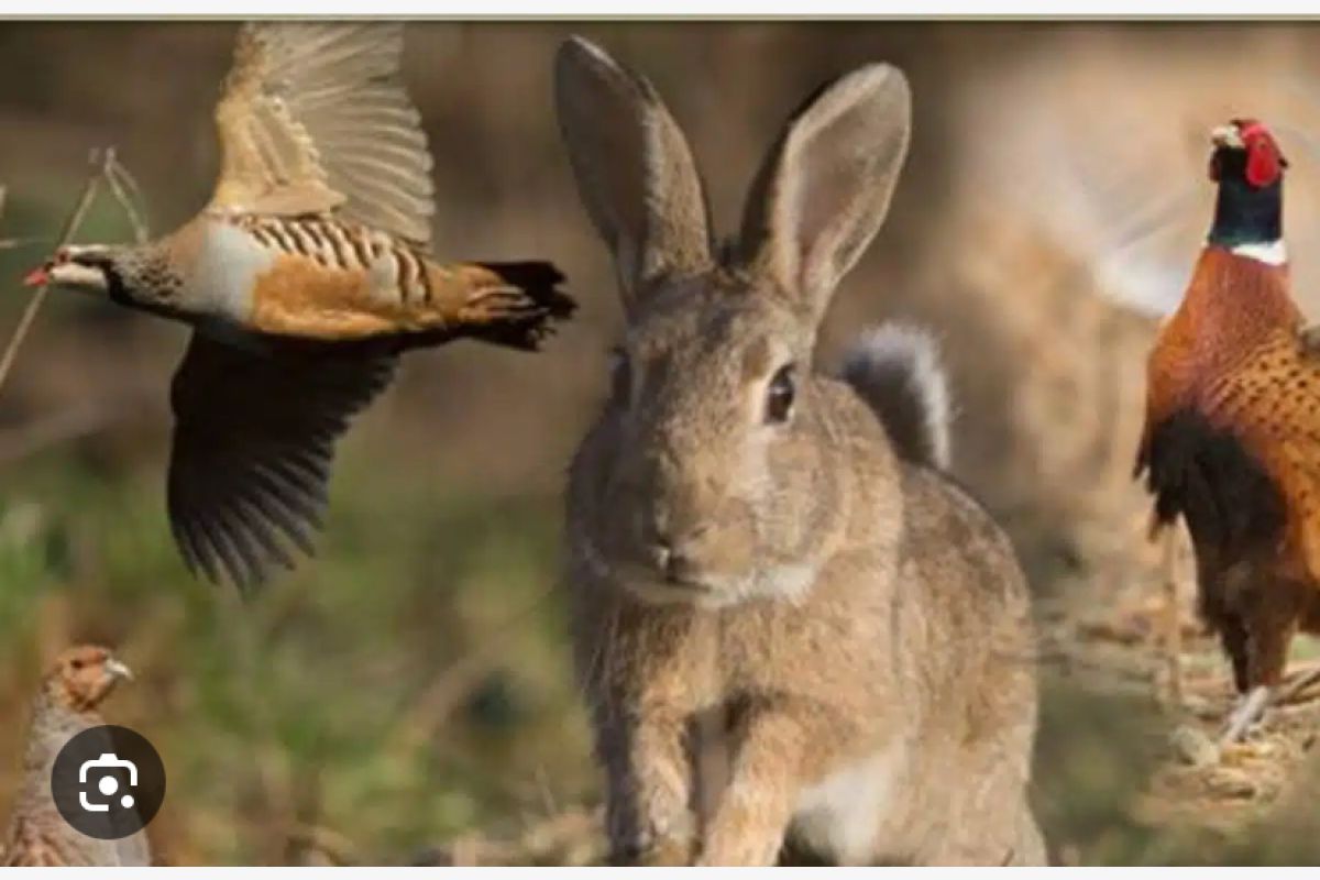 Photo 1 Recherche chiot, chien d’arrêt femelle 