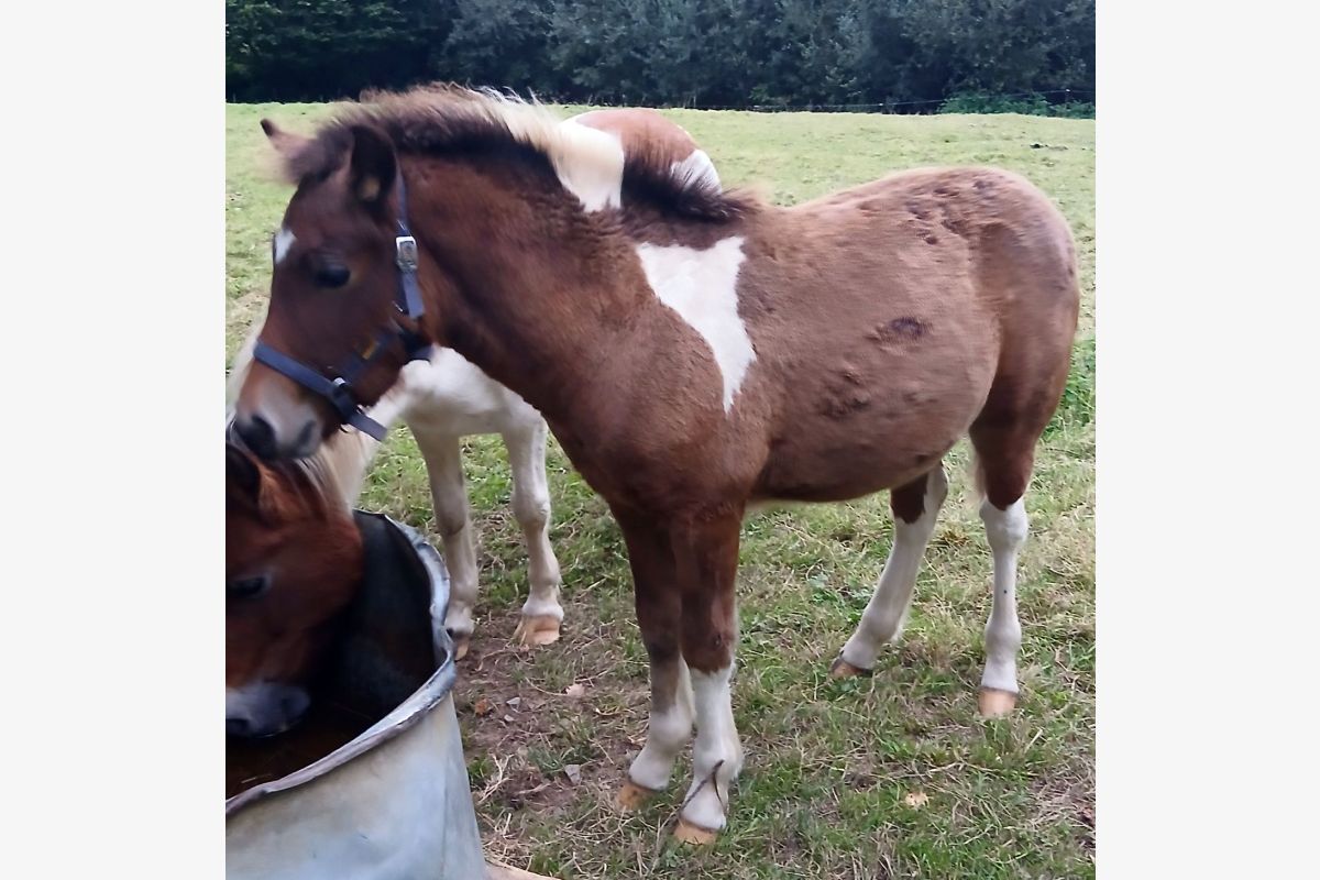 Photo 1 Double poney