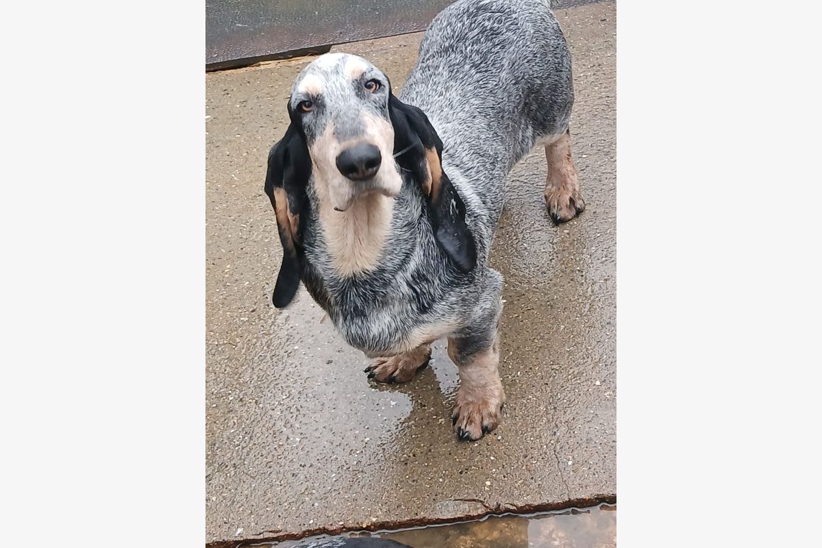 Race basset bleu de Gascogne LOF  - 174507_4a578d1f6ca50100c8f30702b87b4c38.jpg