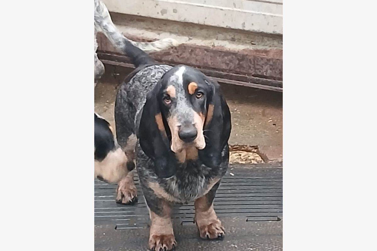 Photo 1 Race basset bleu de Gascogne LOF 