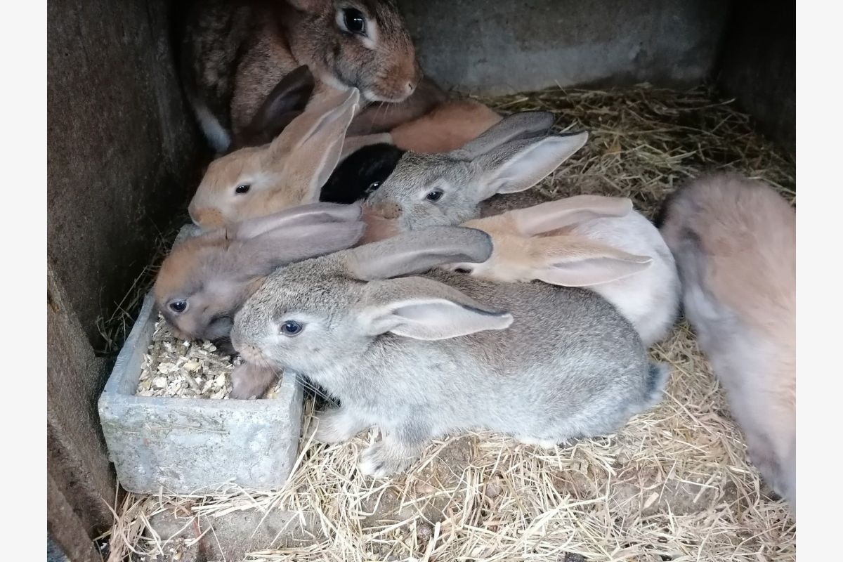 Photo 1 Lapins d'élevage