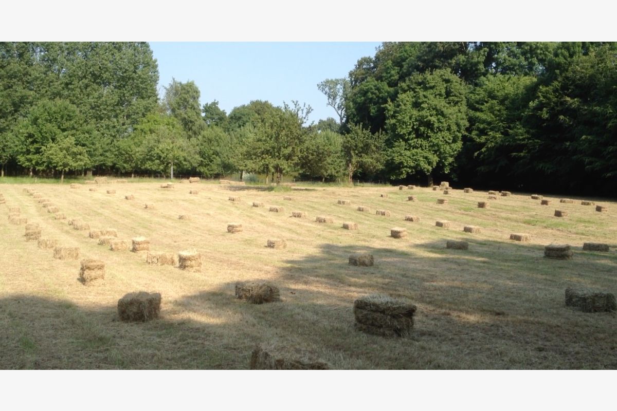 Photo 1 Vends foin