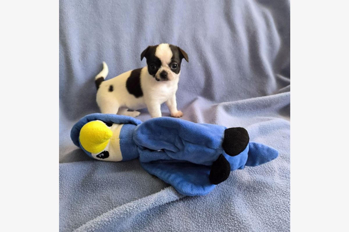 Photo 1 Apparence chihuahua