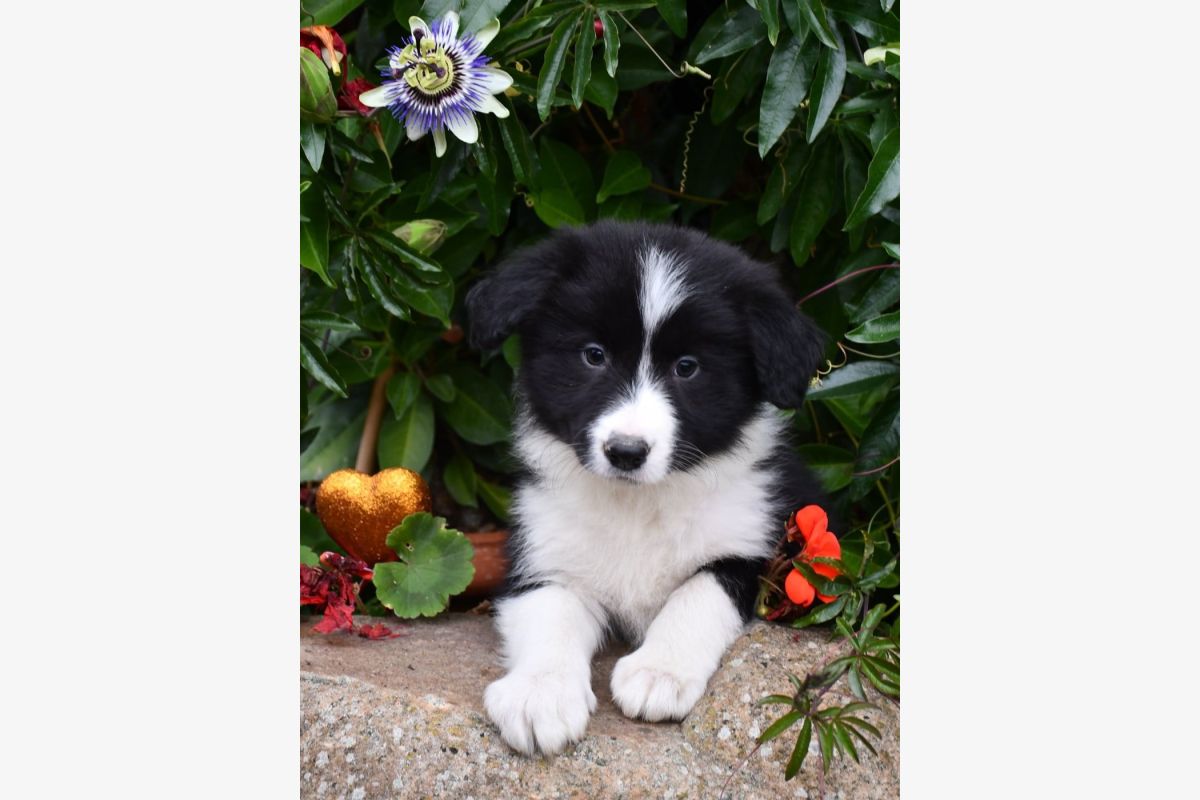 Photo 1 Chiots race border collie