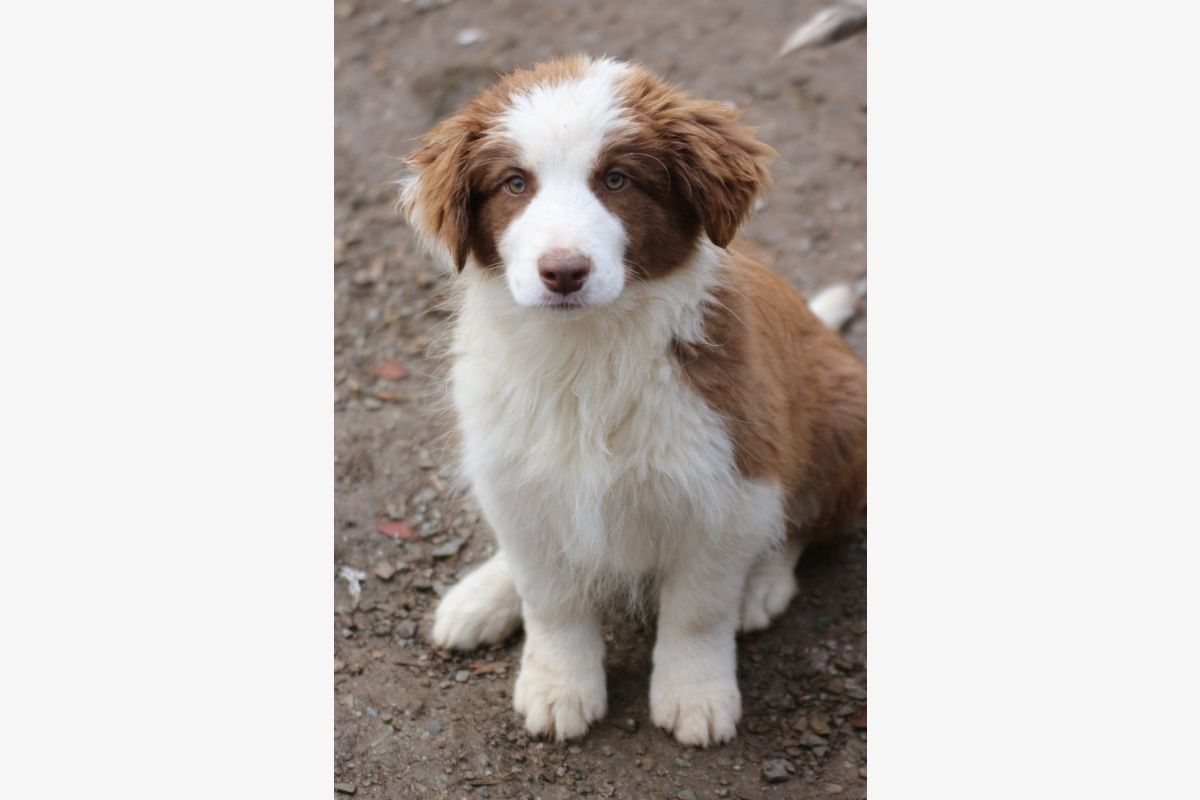 Chiots race border collie - 175104_a84dc7df14bd3849d7ced9dc8a5d4730.jpg