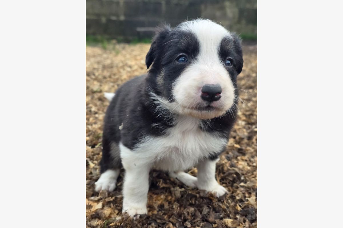 Chiots race border collie - 175104_dcb30a40c732fdab3d61015c07045f44.jpg