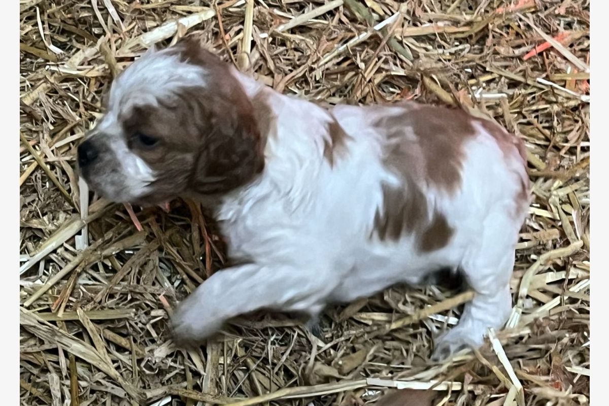 Photo 1 Race épagneul breton