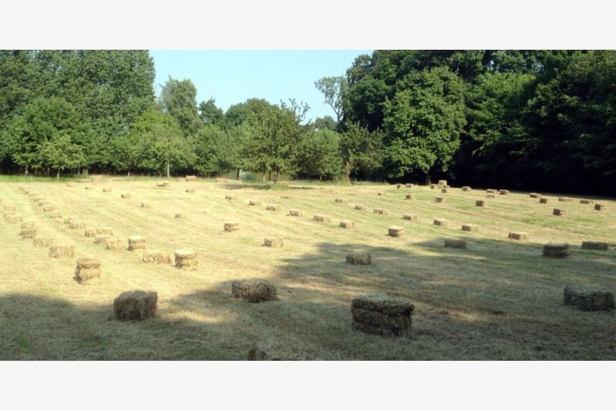Photo 1 Foin