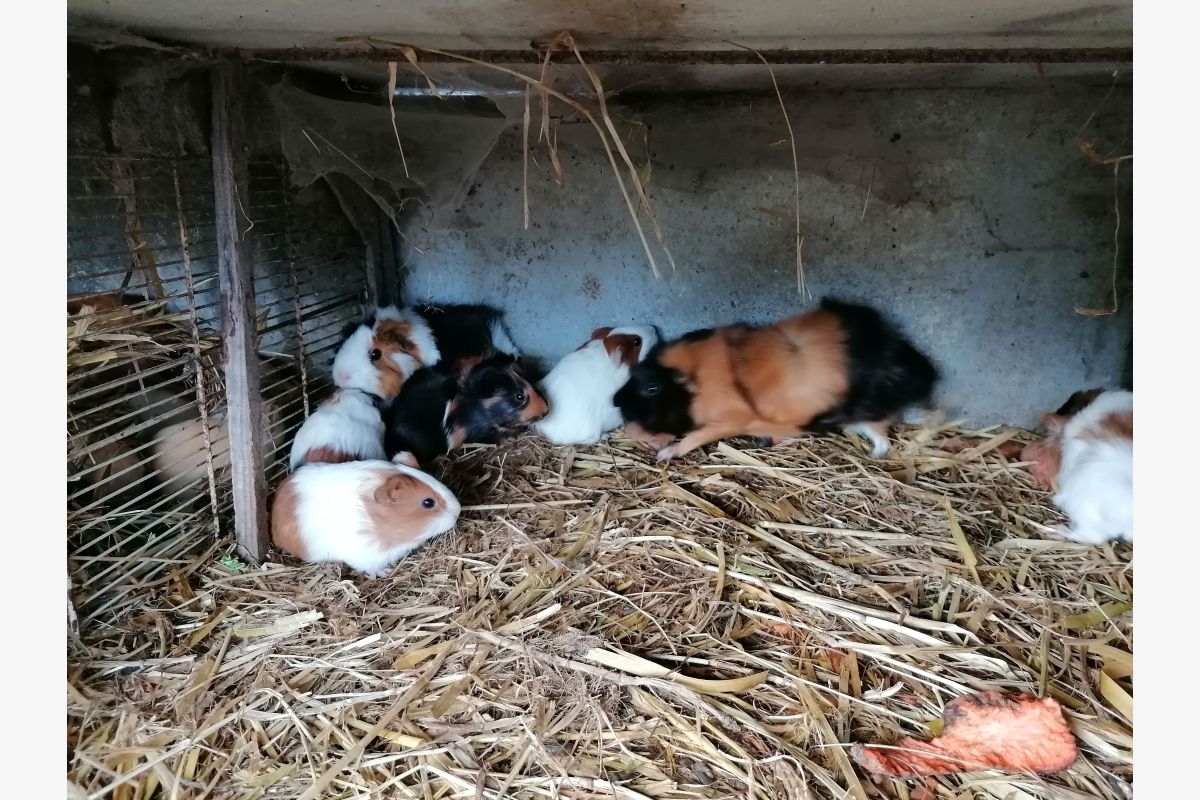 Photo 1 Cochons d'Inde