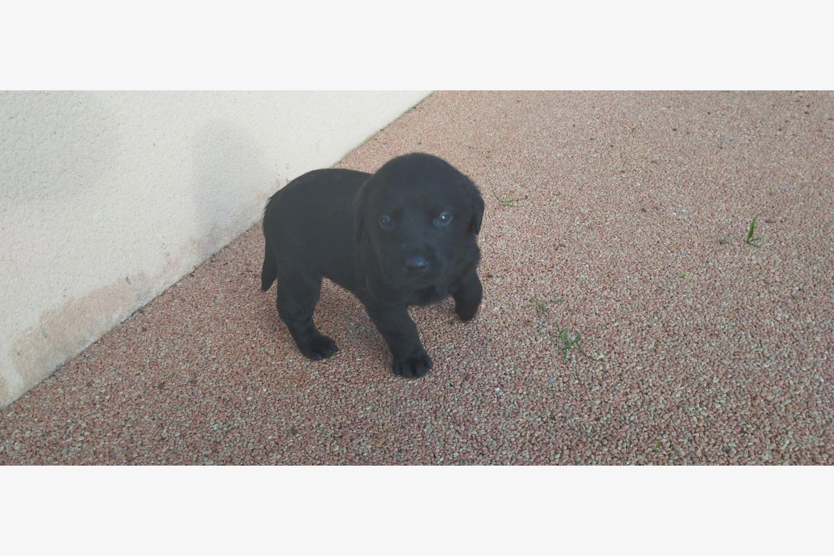 Photo 1 Vends chiots Labrador
