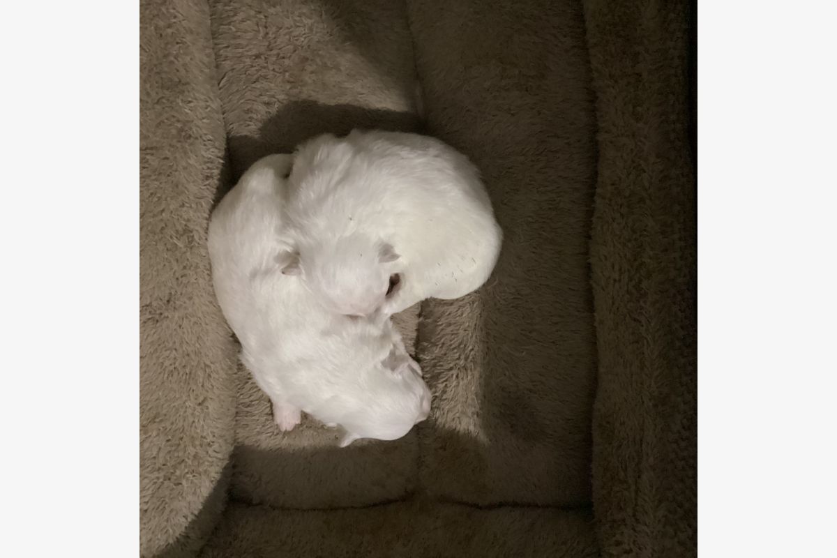 Photo 1 Chiot apparence spitz loulou de Poméranie