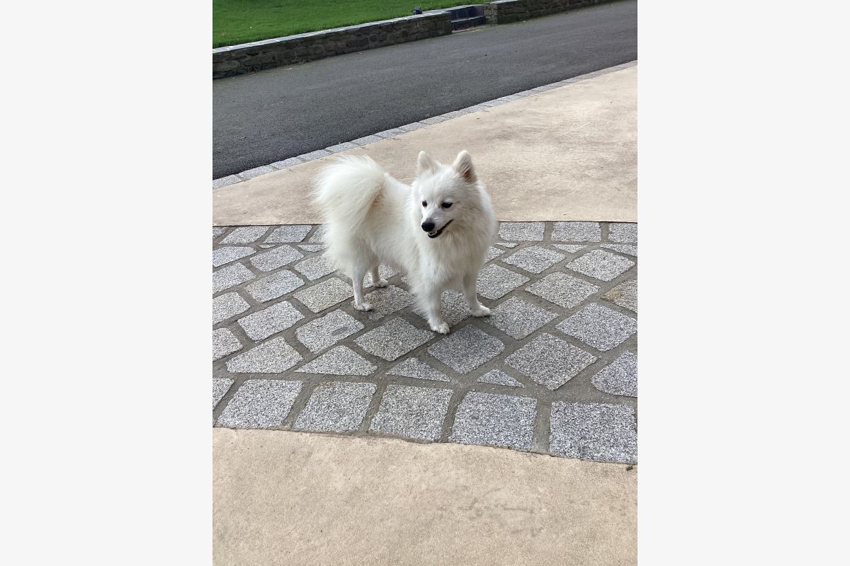 Chiot apparence spitz loulou de Poméranie - 175280_89c00c4d7407399df86f5d5144a3424b.jpg