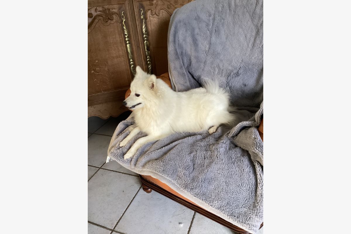 Chiot apparence spitz loulou de Poméranie - 175280_aaebb78cfaad8f8567cc5e563ec0b90d.jpg