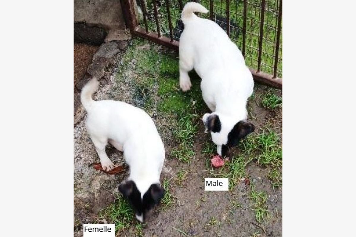 Photo 1 Race jack russel