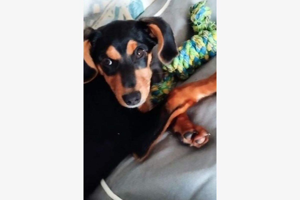 Photo 1 Croisé jack russel et beagle