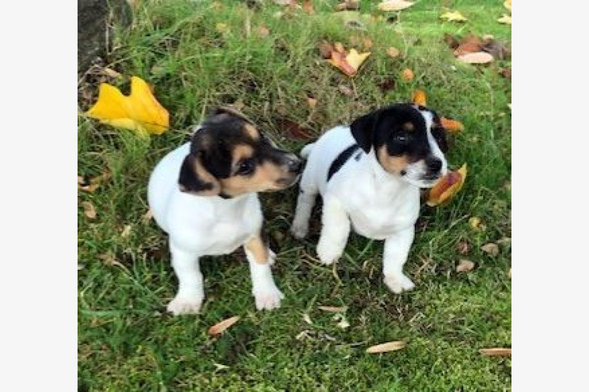 Photo 1 Apparence jack russel