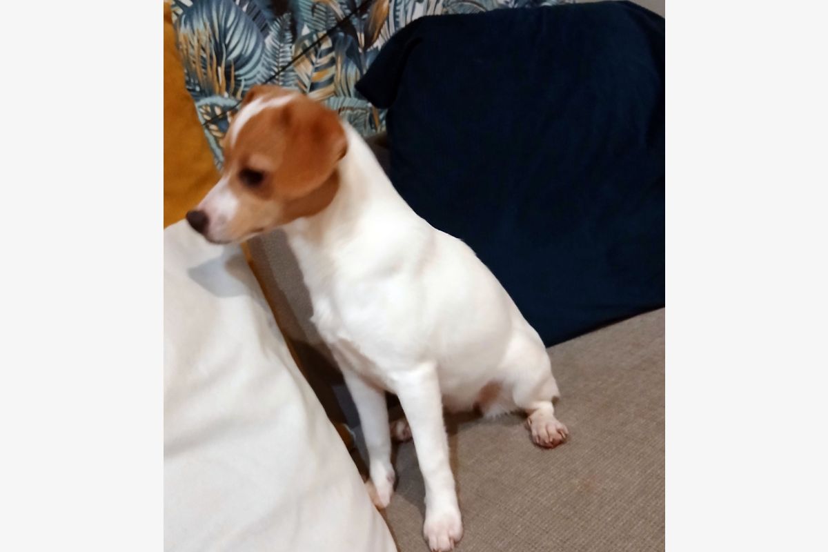 Photo 1 Croisé pinscher