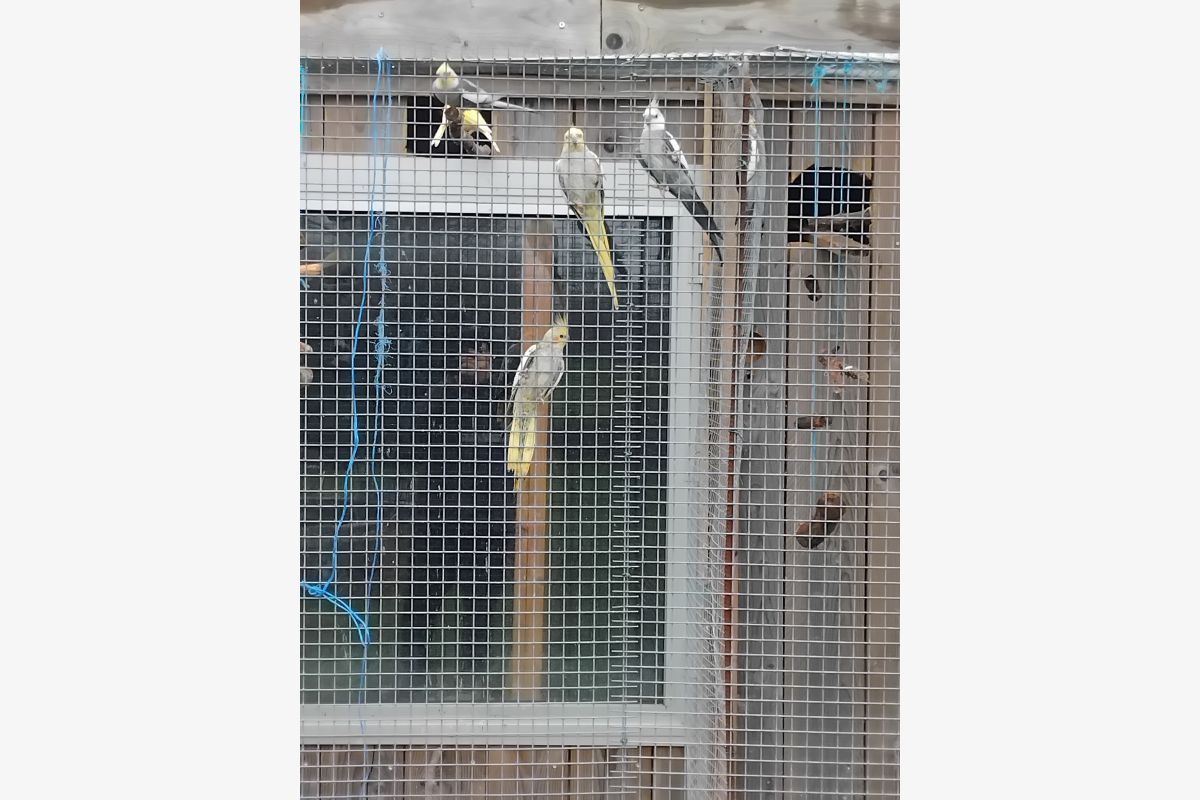 Calopsittes - 175481_174f9ad85519a0d51cc1c3a5250fbcbc.jpg