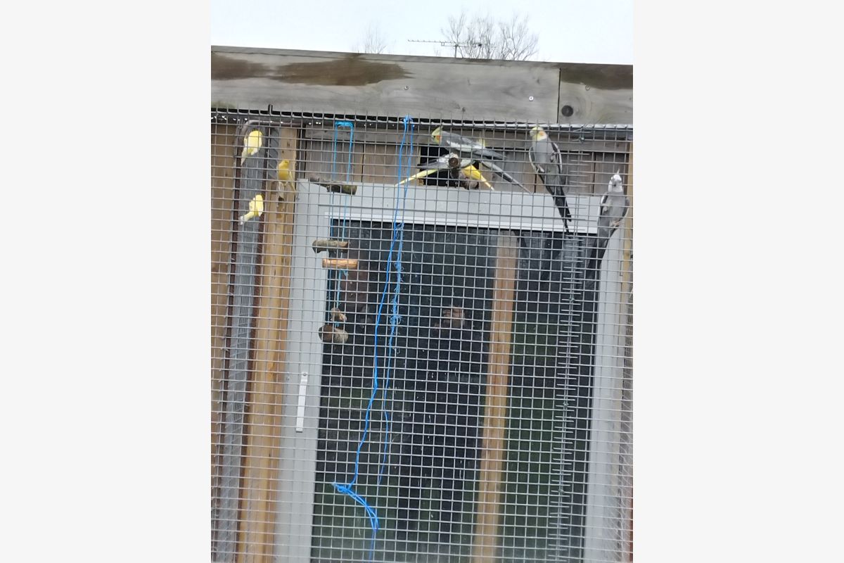 Calopsittes - 175481_ad6e512be96db7b3f78fc0cd84d1f7cd.jpg