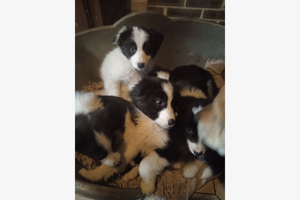 Photo 1 Apparence border collie