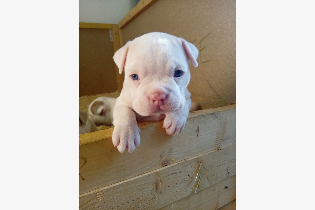 Chiot american bully pocket  - 175646_463bdb06a0af57d67dbedcf95f45efd8.jpg