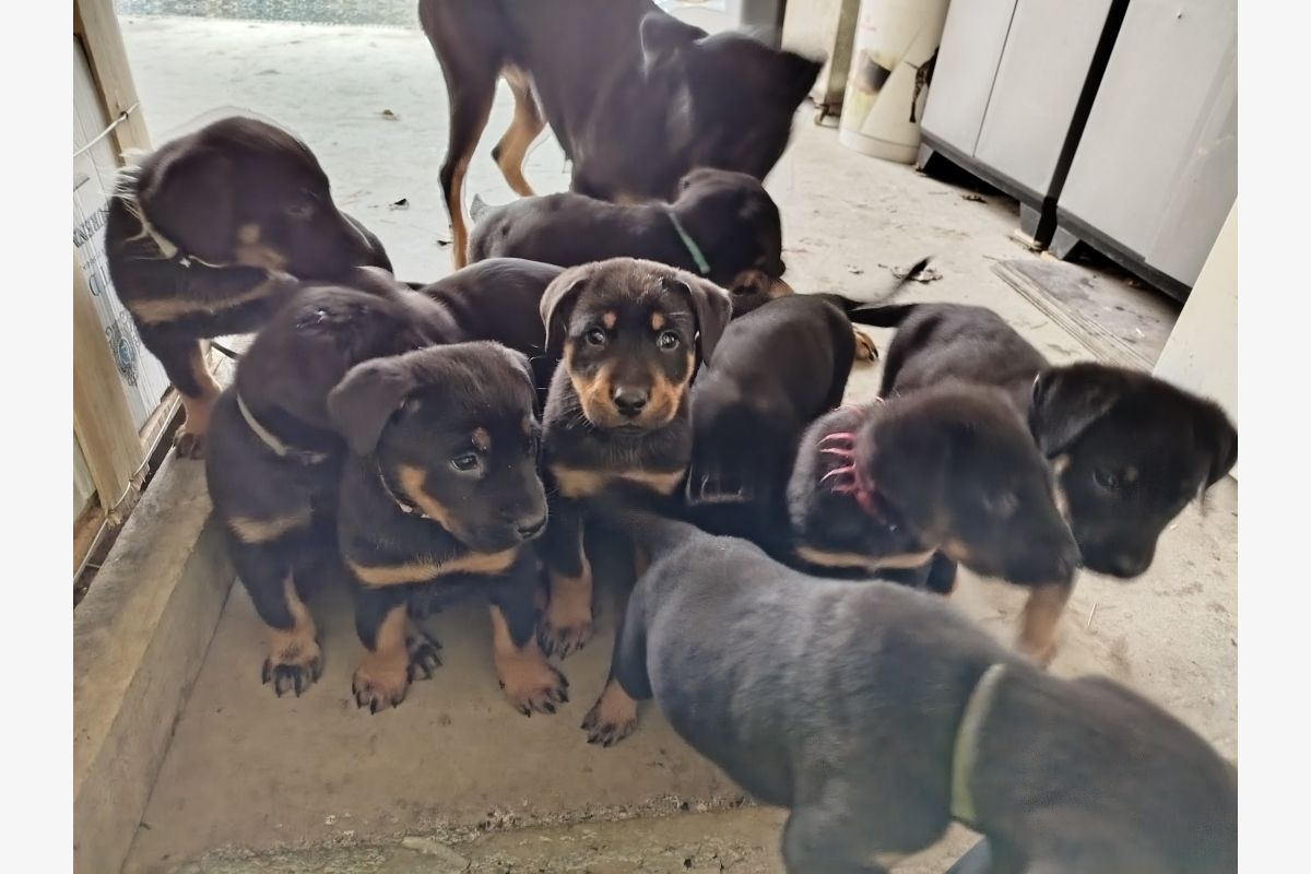 Photo 1 Apparence beauceron