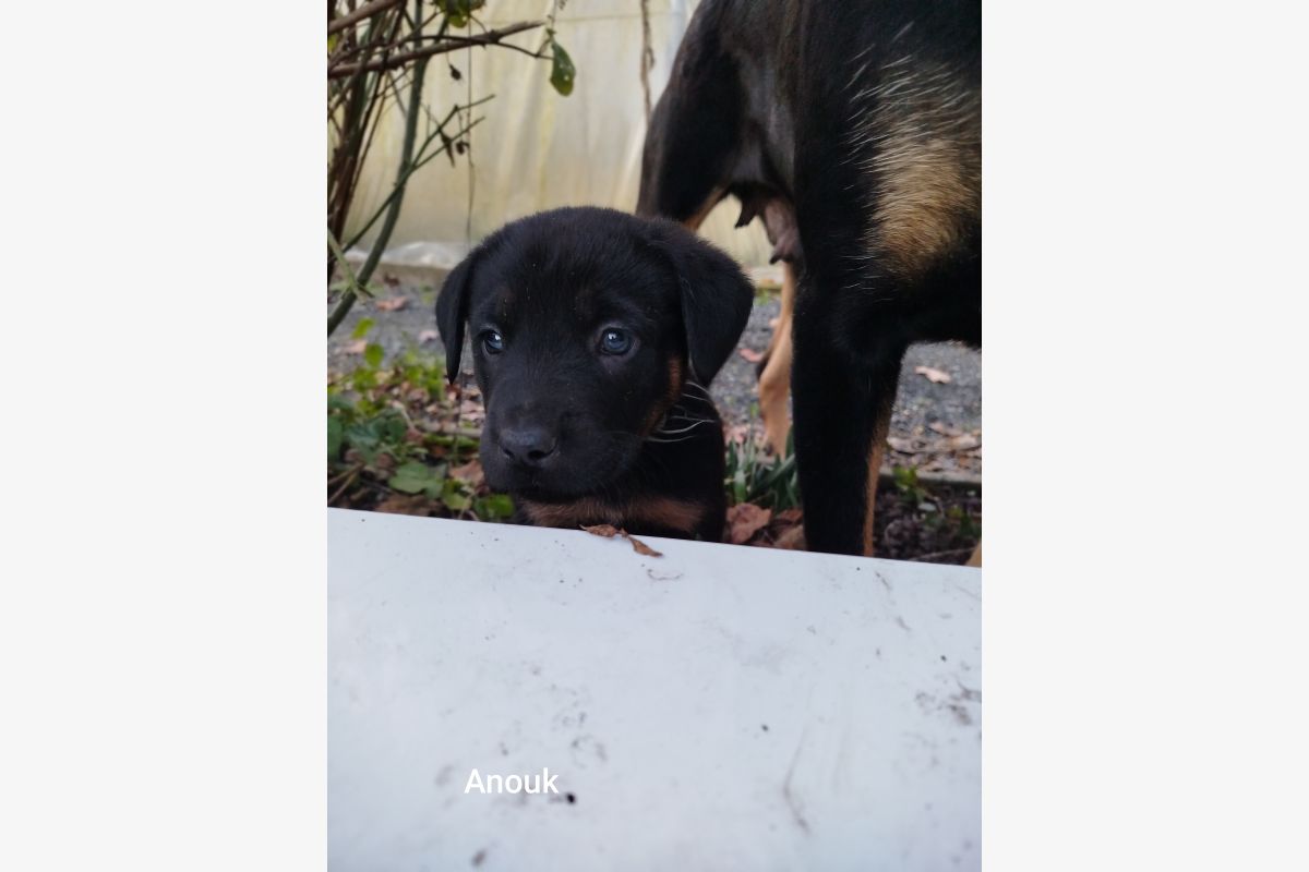 Apparence beauceron - 175686_86754d9babe8add723bcf2606add1c14.jpg