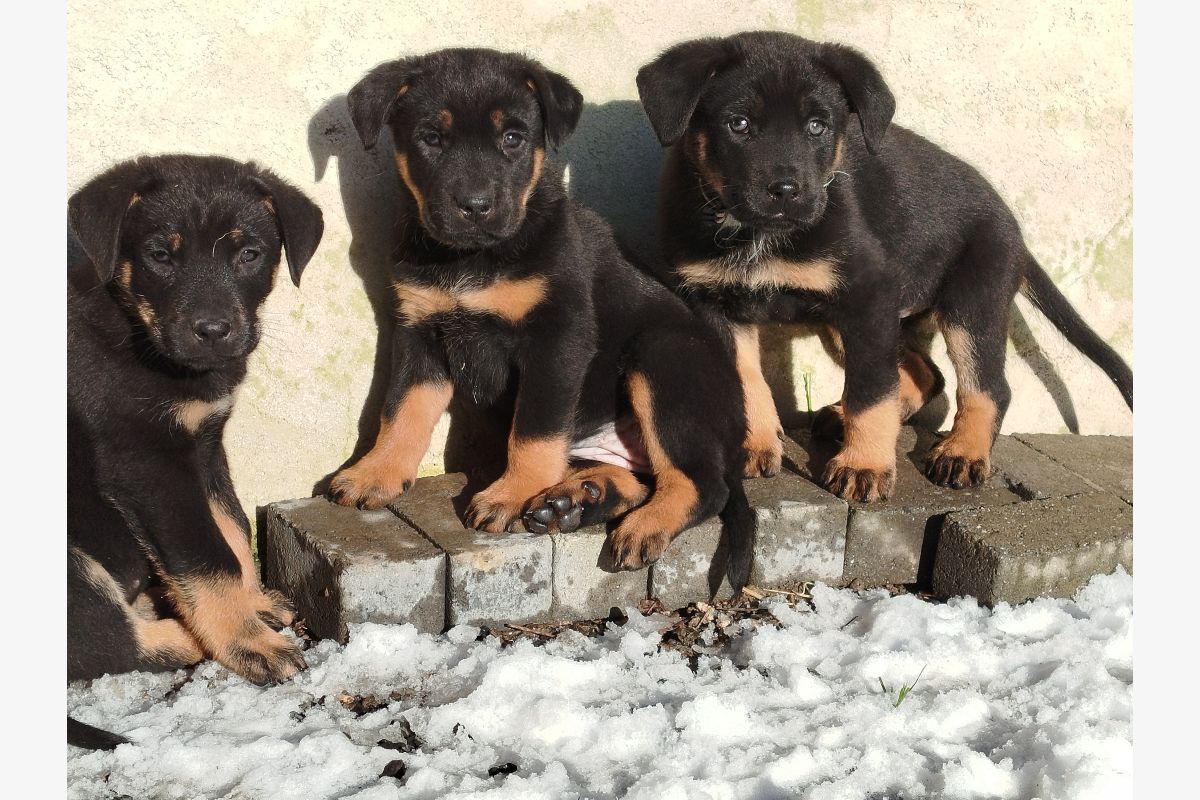 Apparence beauceron - 175686_96f7399e4f49b95e19fc29d76a1211b5.jpg