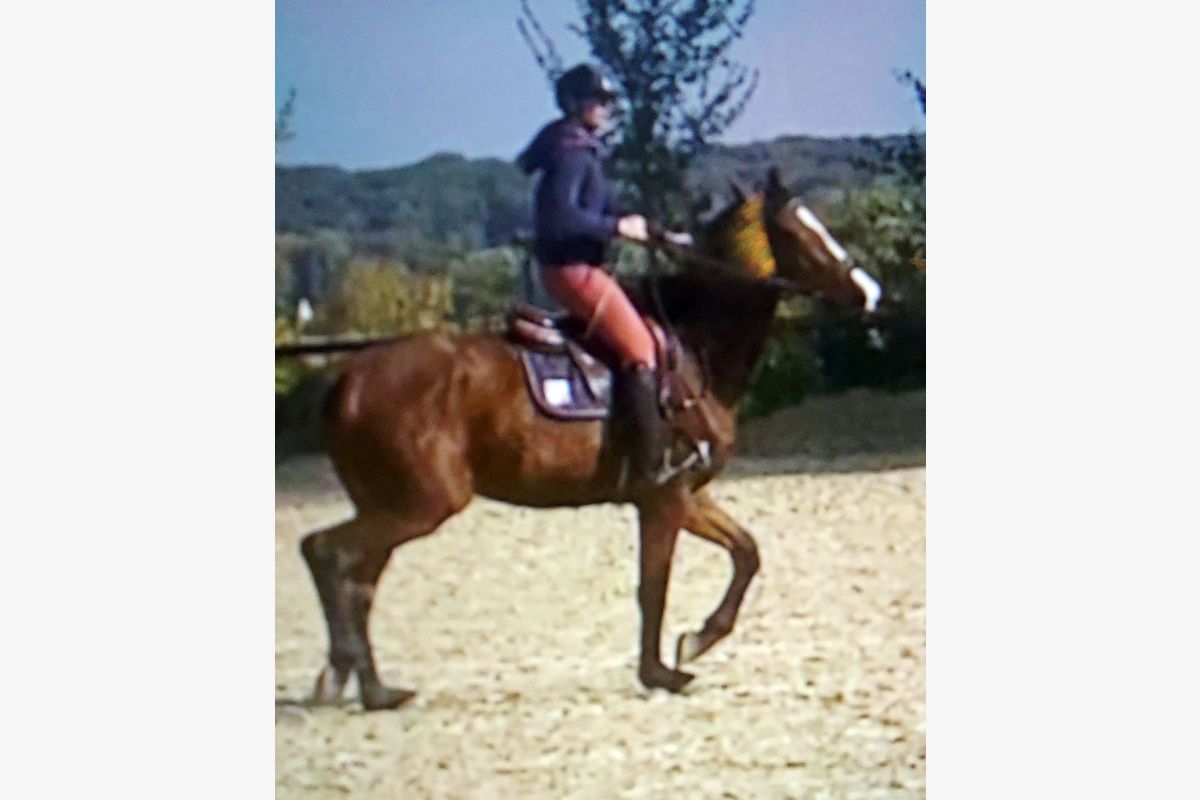 Photo 1 Maleho du Bouleaux