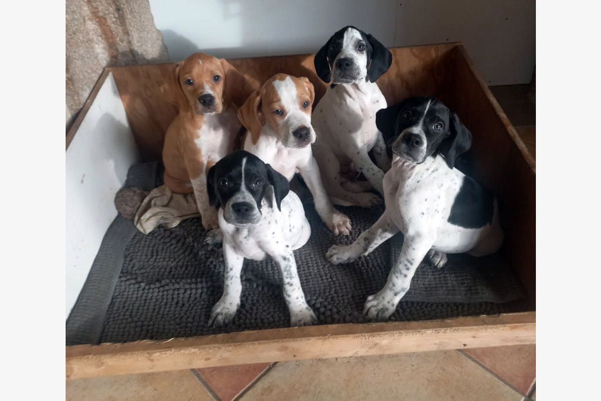 Photo 1 Apparence pointer anglais