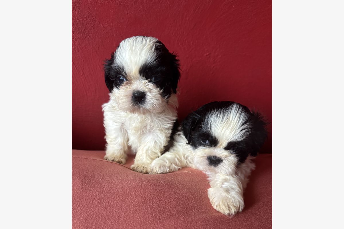Photo 1 À réserver bébés shih tzu de petit gabarit