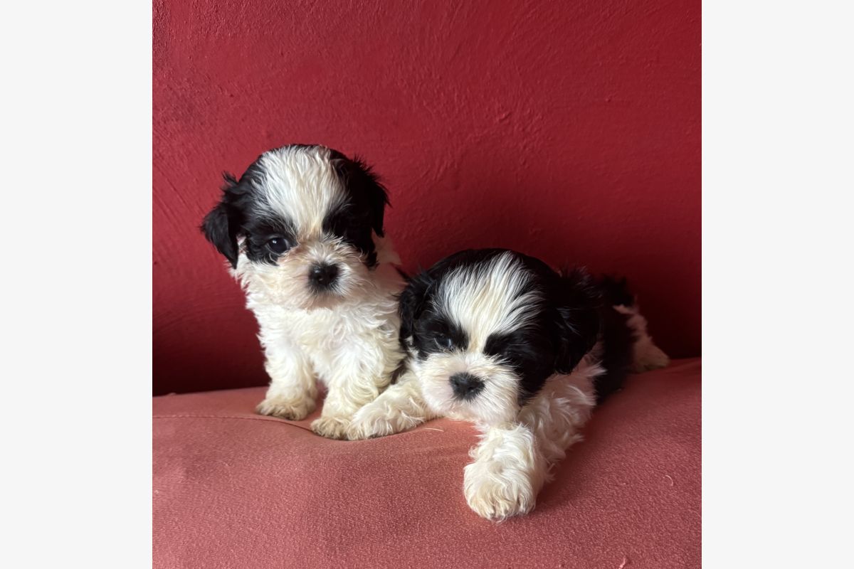 À réserver bébés shih tzu de petit gabarit - 175826_86f61fb61754366d5018e6872404d675.jpg