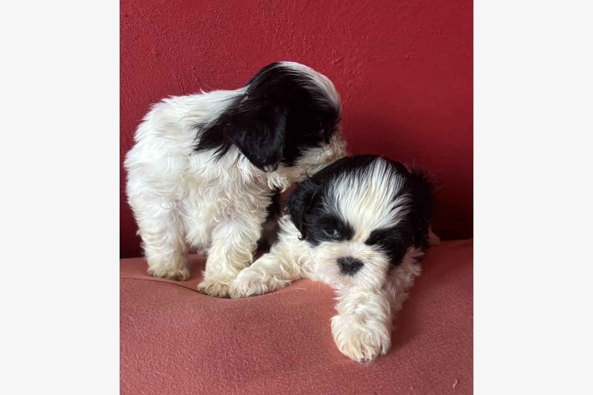 À réserver bébés shih tzu de petit gabarit - 175826_be808c620581c9e05352dd21d6f40135.jpg
