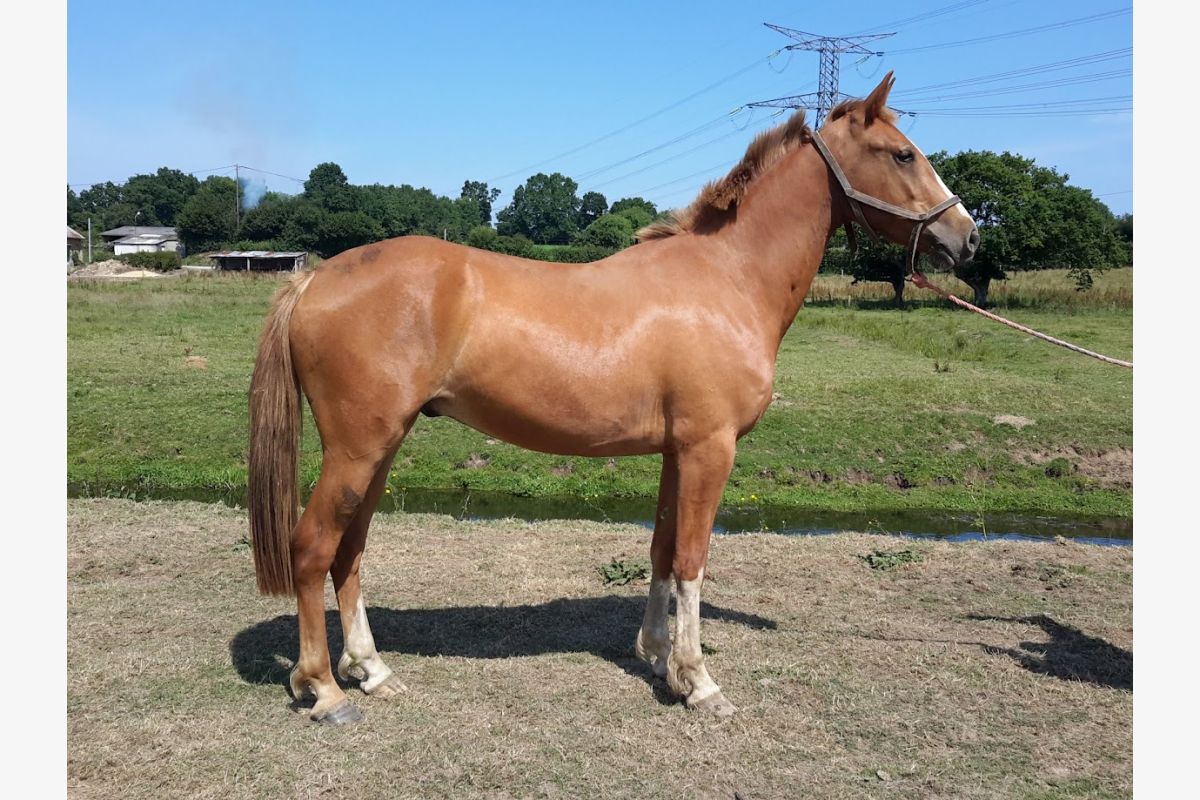 Photo 1 Poney hongre, 1,55 m