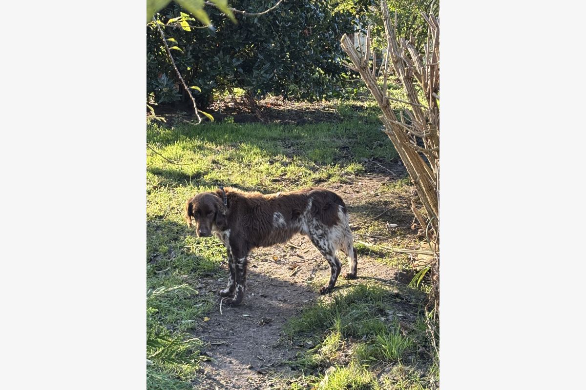 Photo 1 Donne épagneul de Munster