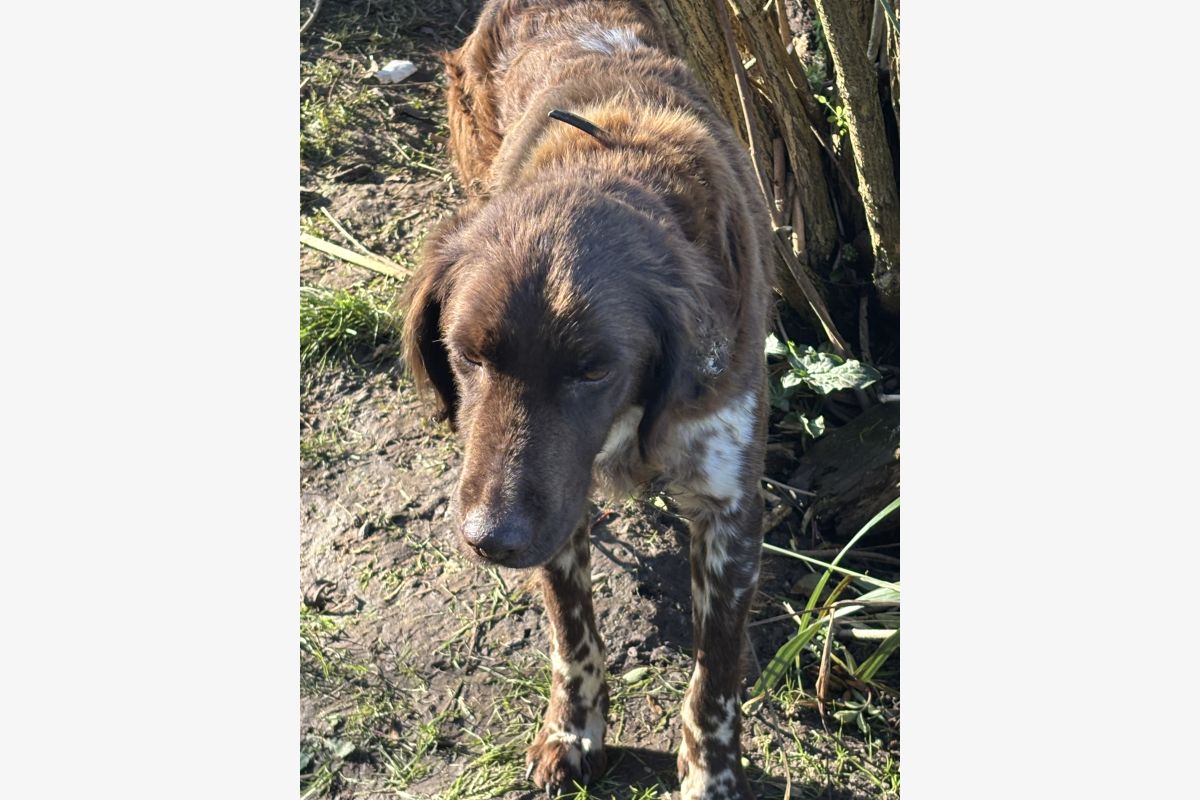 Donne épagneul de Munster - 176319_c23ae408fee18880e366796d51979b96.jpg