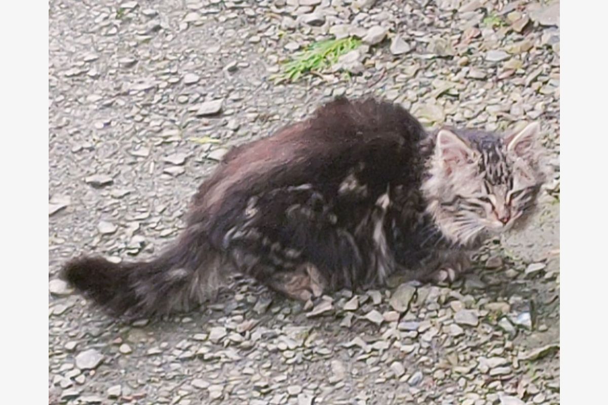 Photo 1 Un petit chaton