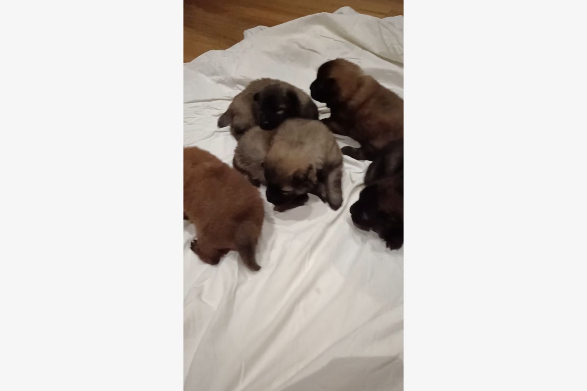 Photo 1 Chiots EURASIER 