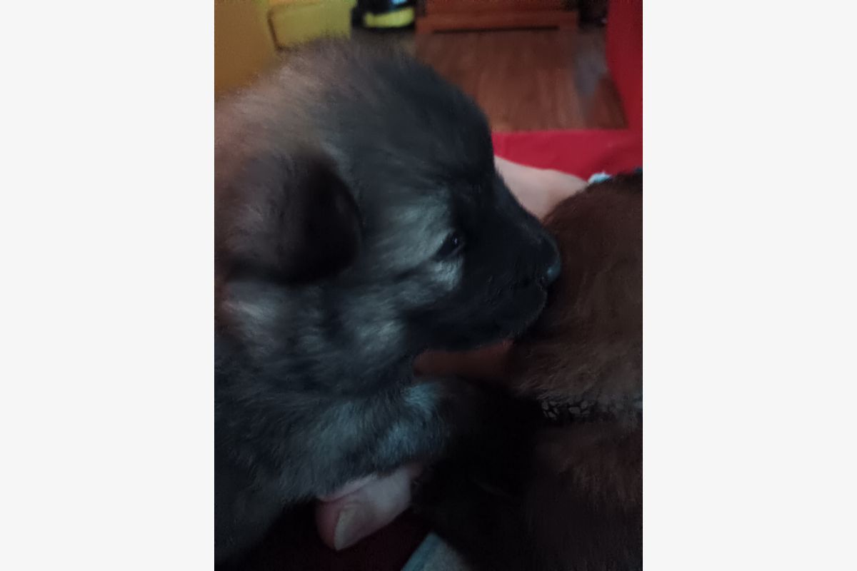 Chiots EURASIER  - 176554_9af9a907c42c5f6d405fc1c22ecade33.jpg