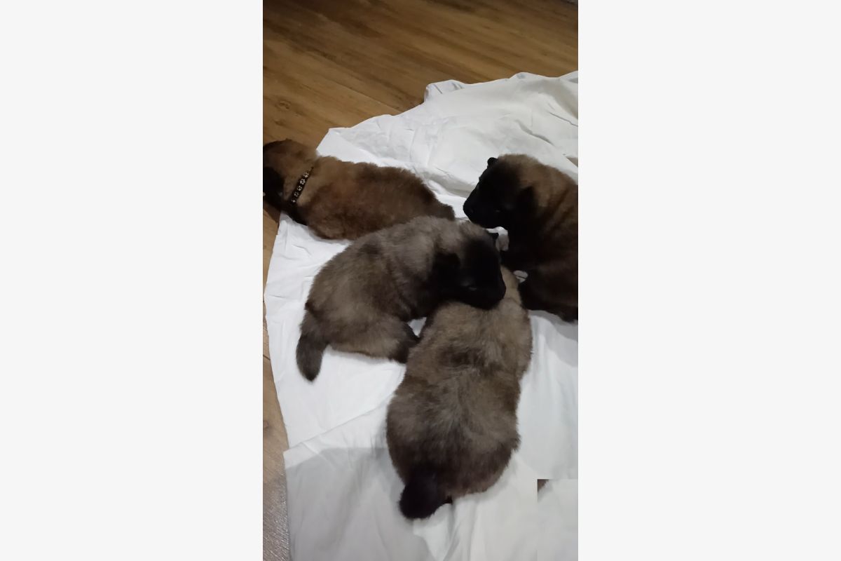 Chiots EURASIER  - 176554_caae81574d6fc0d4e44a60dad4928eee.jpg