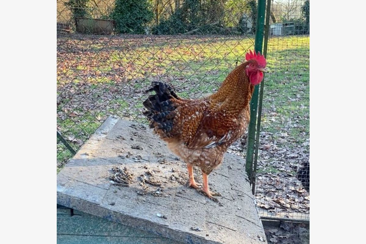 Photo 1 Très beau coq