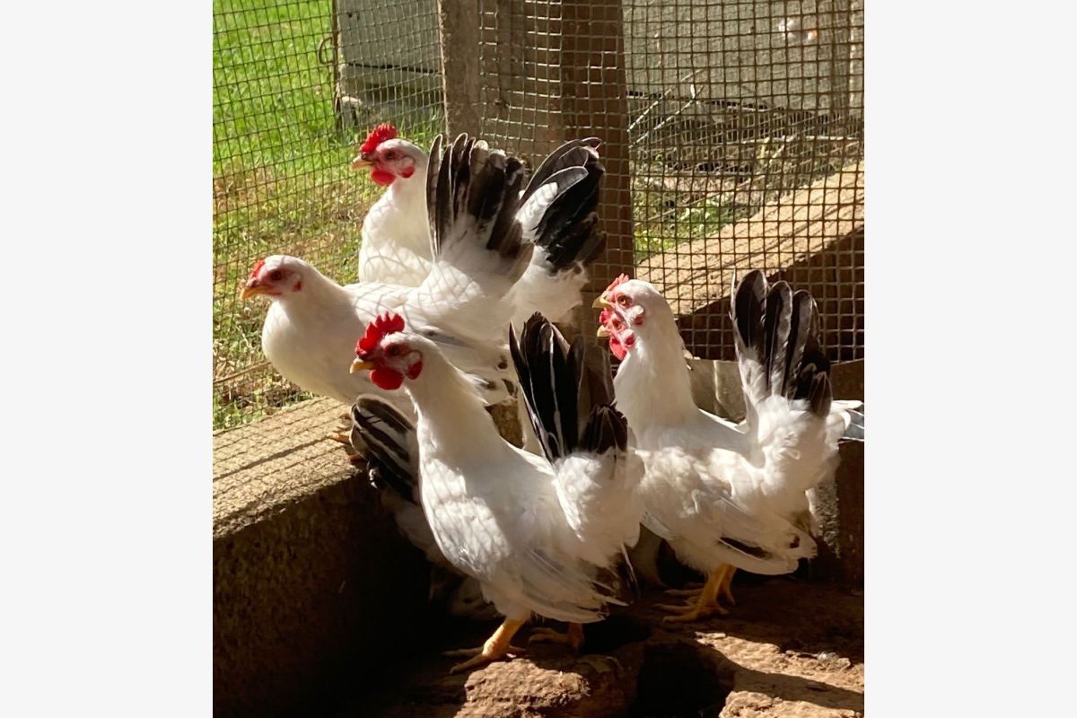 Photo 1 Poules nagasaki