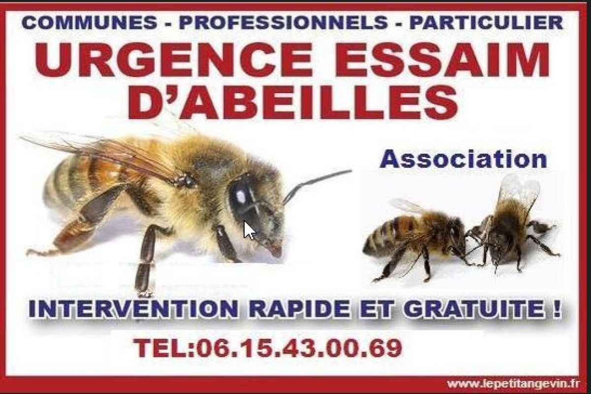 Formation 2026 en apiculture - 176607_6ccc05574a5d9f0f3e74ccd201bc02e9.jpg