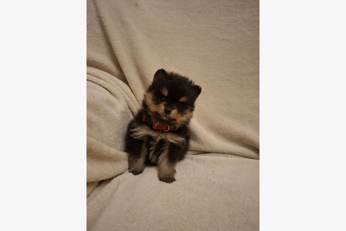 A réserver chiots spitz nain lof - 176610_296515d89270af006306887eb7dbecf4.jpg