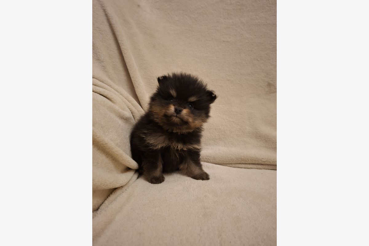 A réserver chiots spitz nain lof - 176610_2a99c94106e783936c14eaf9cf9ba114.jpg